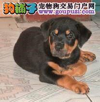 罗威纳犬好养吗？罗威纳犬怎么养？