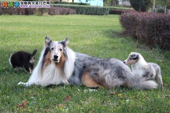 苏格兰牧羊犬挑食什么都不吃怎么办