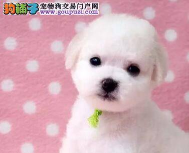 比熊犬出现假孕症状的原因与治疗方法详解