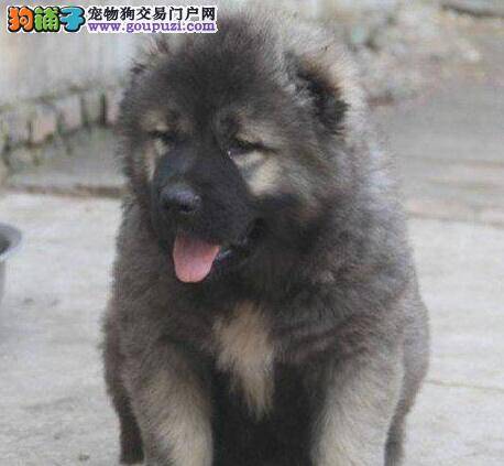 治疗和预防高加索犬身上跳蚤的最好办法