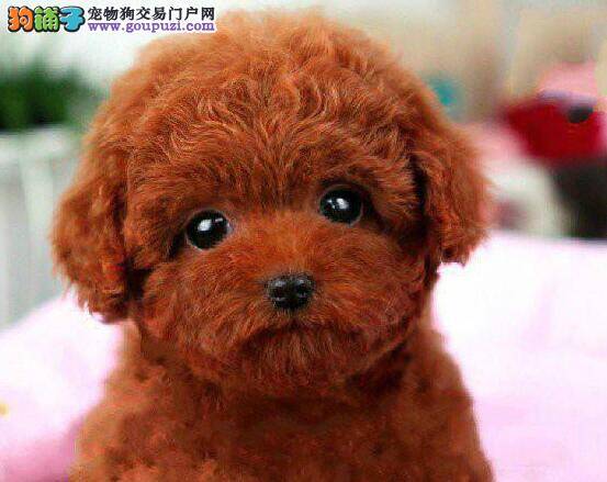 泰迪犬能够吃人食用的维生素B么