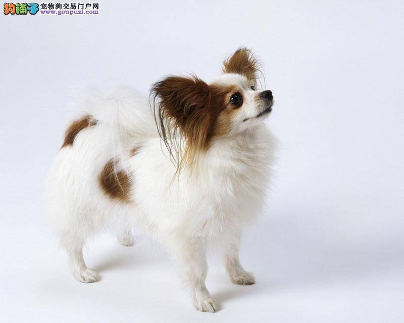 怎样让蝴蝶犬健康度过寒冷的冬天
