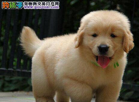 可以经常给金毛犬不同的水果吃吗
