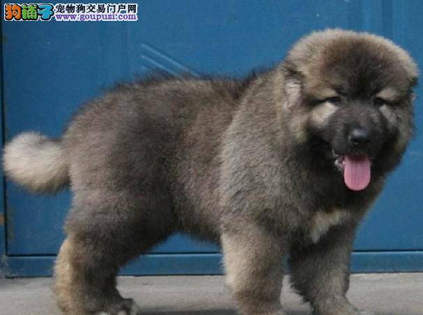 怎样给高加索犬做好掏耳朵的护理工作