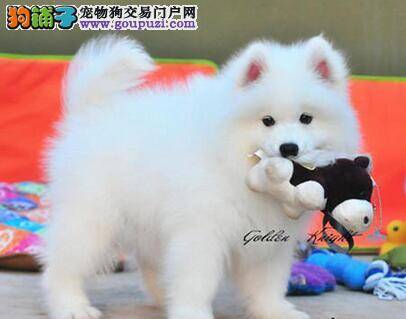 让刚来的萨摩耶幼犬夜里不再乱叫的方法