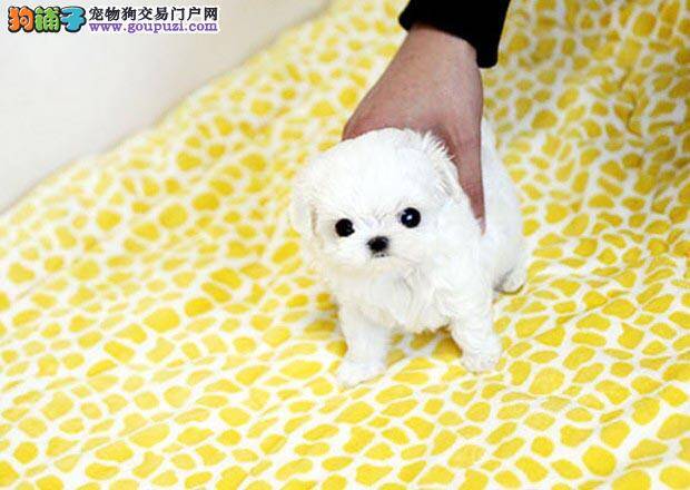 两个月的马尔济斯犬总爱咬人 怎么会这样啊