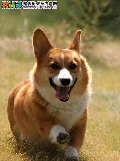 了解柯基犬容易被主人误导的信号