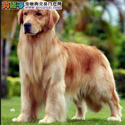 饲养金毛犬的过程中哪些事情最重要