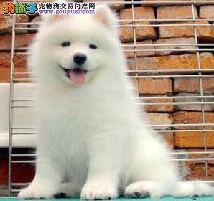 萨摩耶眼角有脓液流出 这是什么病啊