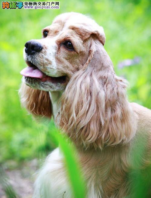 让可卡犬健康过冬的三种方法