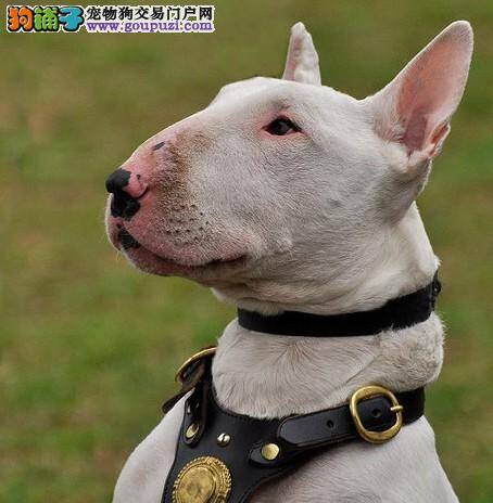 狗狗专家支招：在室外饲养牛头梗的注意事项