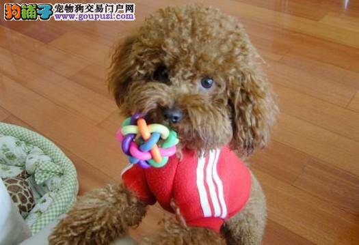 主人了解多少关于泰迪犬的喂养知识