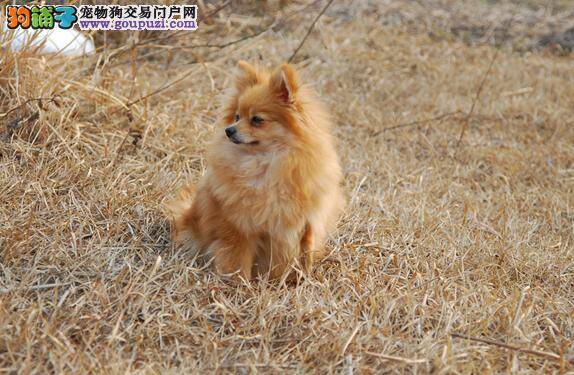 好方法让你消除博美犬的恐惧感提高心理素质