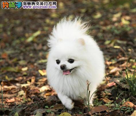 怎样能给博美犬做好防治螨虫的工作