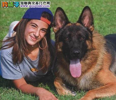 把德国牧羊犬喂养的胖乎乎的有好处吗