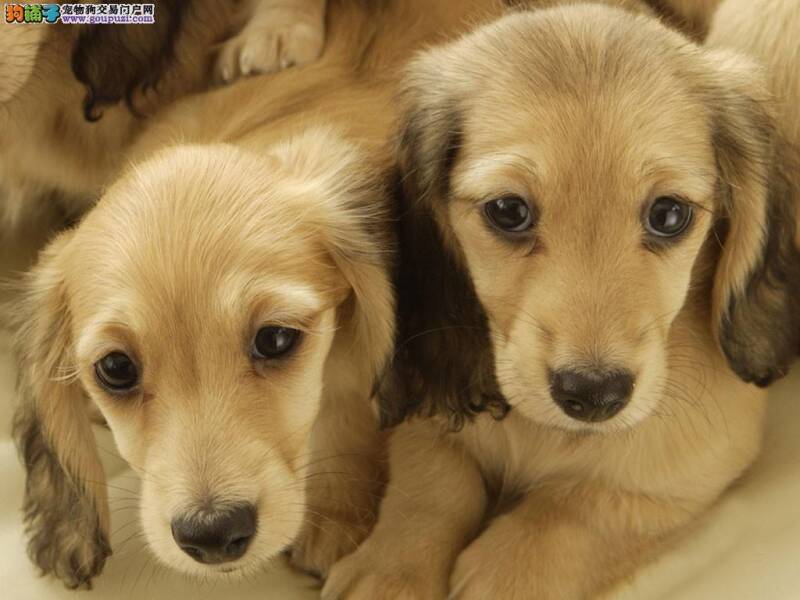 天气与心情都会影响到腊肠犬的食欲