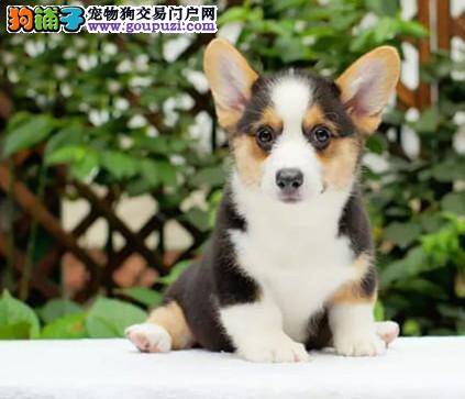 柯基犬的狗咬胶的正确使用方法是什么