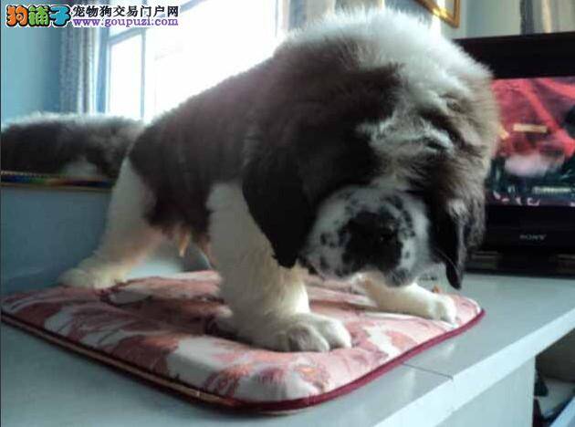 喂养必备全书 圣伯纳犬科学食用零食