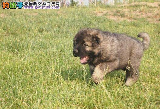 点评饲养高加索犬给我们带来的好处