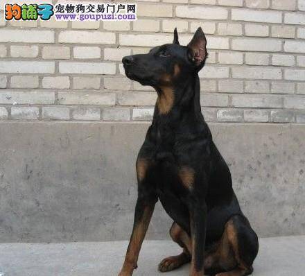 爱犬疯狂咬 杜宾犬健康牙齿是磨出来的