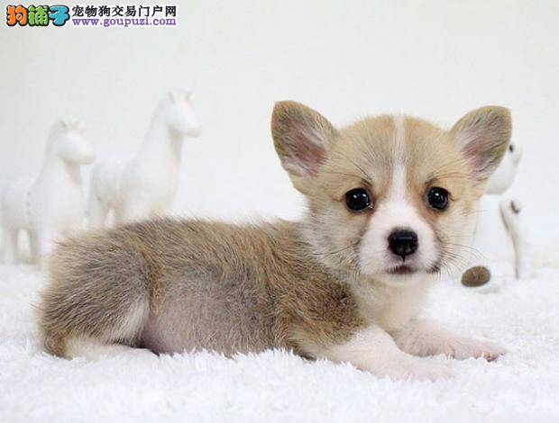 面对柯基犬的体味要如何解决