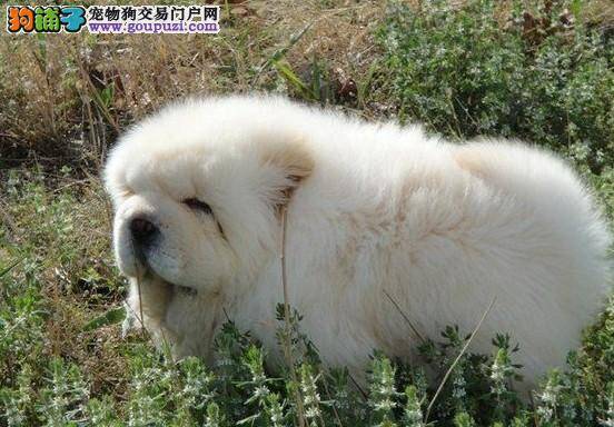 轻松打造健康小宠 保护松狮犬的牙齿健康技巧