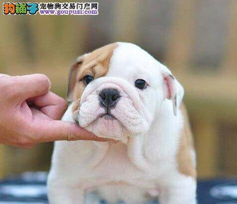 斗牛犬在感冒的时候有哪些表现
