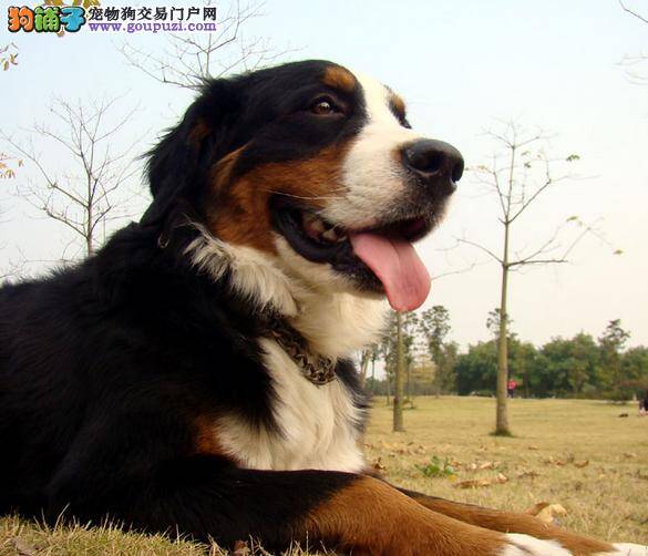 生活小清新 面对伯恩山犬的身体异味时应如何去除