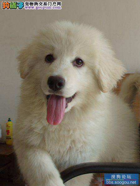 如何才能够养好刚刚来到家中的大白熊犬