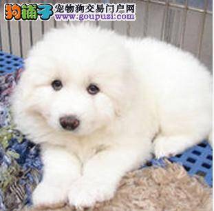 大白熊犬在日常生活中可以吃骨头吗