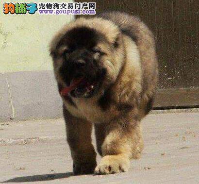 什么样的高加索犬才能长时间的陪伴着主人