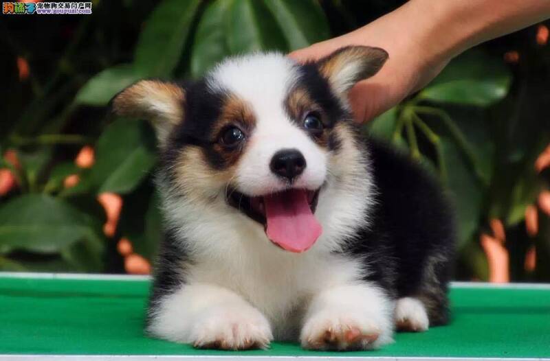 柯基犬喜欢吃甜食的三大危害