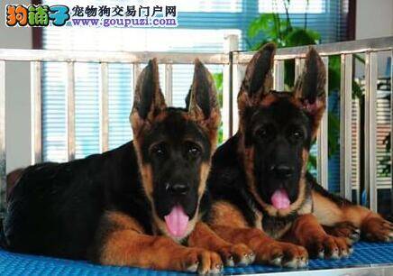 德国牧羊犬的三种最佳零食选择