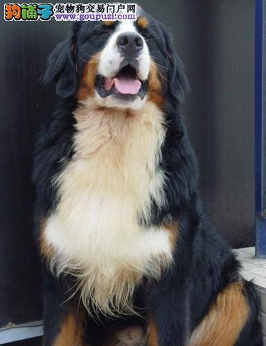 专家告诉我们伯恩山犬食用狗粮有哪些好处