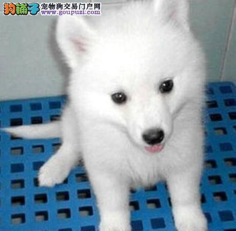 生活小助手 银狐犬主人的最爱——狗绳