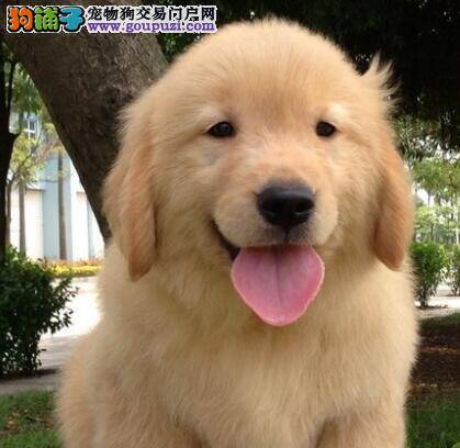 金毛犬可不可以吃海鲜