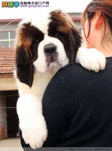 圣伯纳犬吹空调着凉不吃饭怎么办