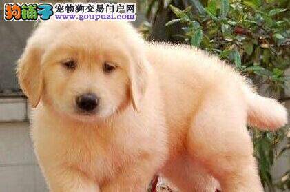 如何去除金毛犬身体的天敌——虱子