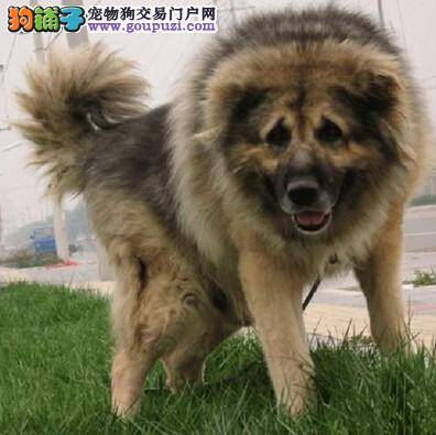 高加索犬不爱吃饭是怎么回事