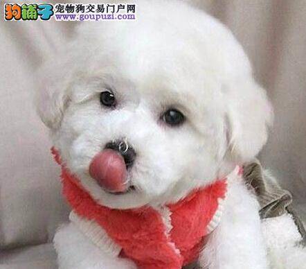 46天的比熊犬应该如何给它洗澡