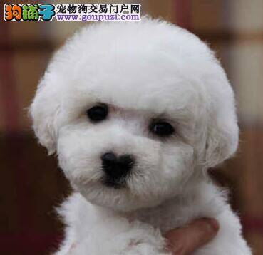 我家比熊犬哮喘，流鼻涕没食欲应如何医治