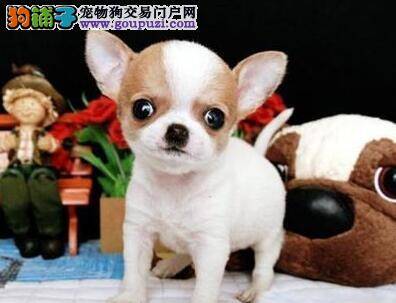 怎样让厌食的吉娃娃乖乖的吃饭