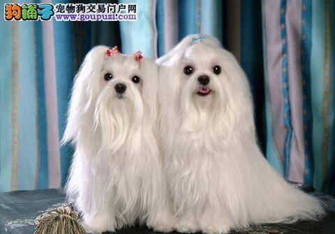 马尔济斯犬打完疫苗后什么时候能洗澡