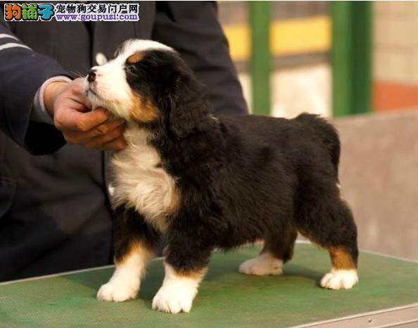 伯恩山犬的牙齿出现松动之后我们该怎么办