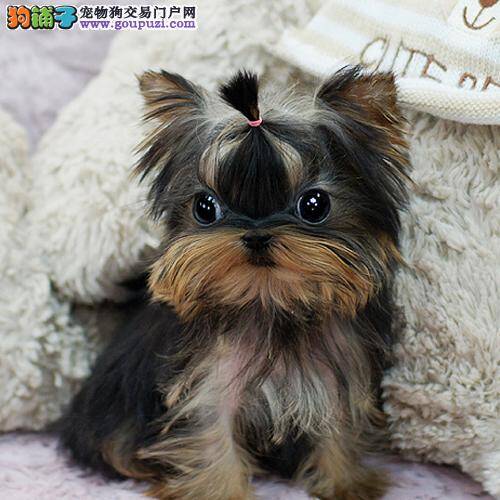 警惕约克夏爱犬患上恐手症
