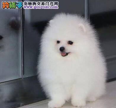正确遛狗 让博美犬远离跳蚤的传染源