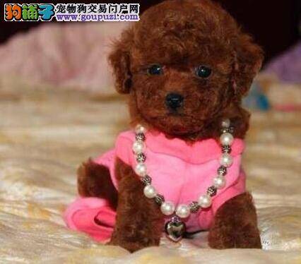 泰迪犬胃肠炎的症状及治疗方法