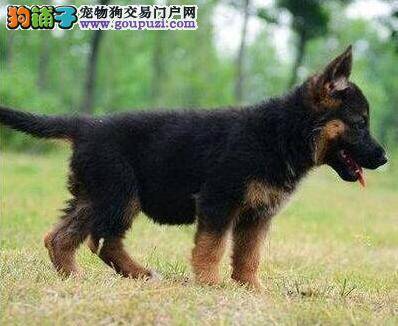 惩罚德国牧羊犬最错误的方式