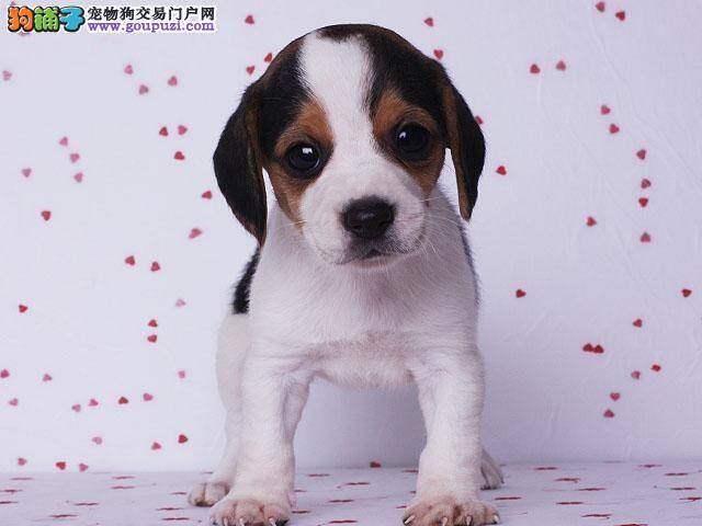 九个多月的比格犬看到链子很兴奋 如何是好
