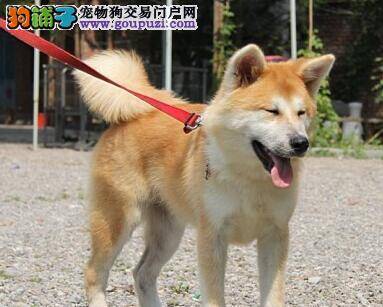 给秋田幼犬合理的断奶，不会让狗狗上火